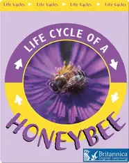 Life Cycle of a Honeybee
