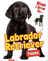 Labrador Retriever Puppies