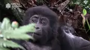 Touched by a Mountain Gorilla
