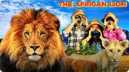 All About Lions