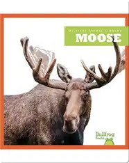 Moose
