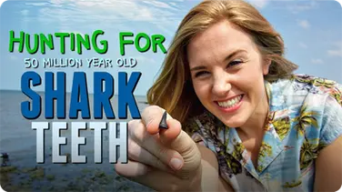 Hunting for 50 MILLION year old Shark Teeth! book