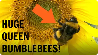 Huge Queen Bumblebees! book