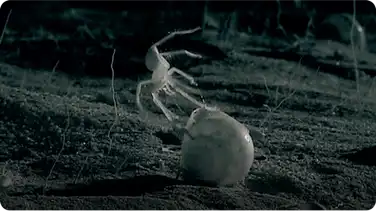 A Spider's Perfect Shelter book