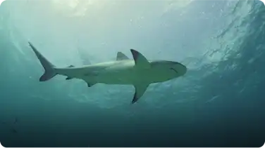 Sharks are Sensitive to Magnetic Energy book