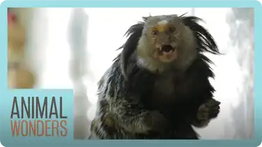 Mimi The Marmoset's Morning Routine book
