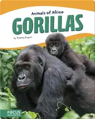 Animals of Africa: Gorillas