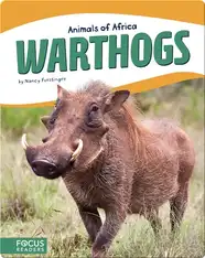 Animals of Africa: Warthogs