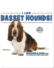 I Like Basset Hounds!