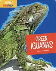 Lizards In The Wild: Green Iguanas