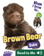 Brown Bear Cubs