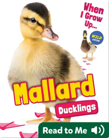 Mallard Ducklings book