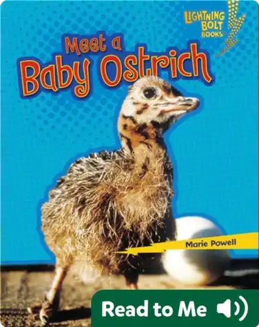 Meet a Baby Ostrich book