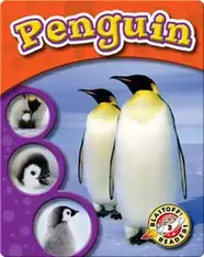 The Life Cycle of a Penguin