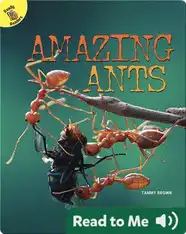Amazing Ants