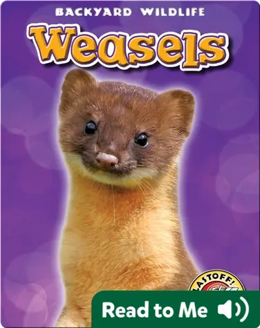 Weasels: Backyard Wildlife book