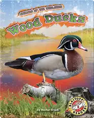 Animals of the Wetlands: Wood Ducks