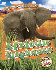 African Elephants