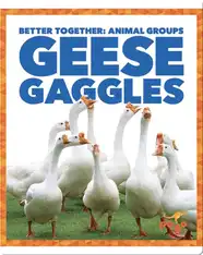 Geese Gaggles