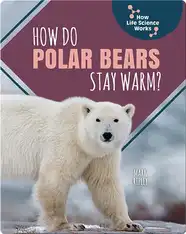 How Do Polar Bears Stay Warm?