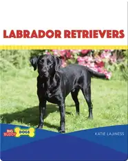 Labrador Retrievers