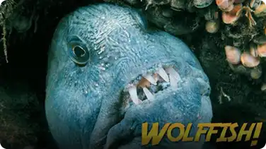 Jonathan Bird's Blue World: Wolffish & Wolf Eels book