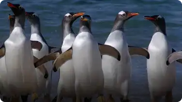 Frozen Planet On Thin Ice: Adélie Penguin book