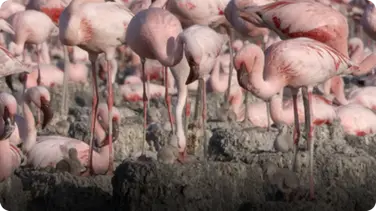 BBC Life: Flamingos book