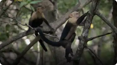 BBC Life: White-Headed Capuchin book