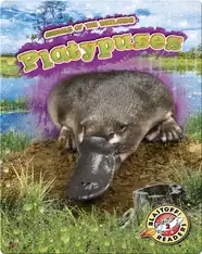 Animals of the Wetlands: Platypuses