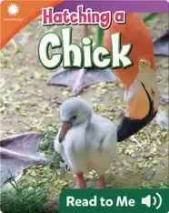 Smithsonian Readers: Hatching a Chick