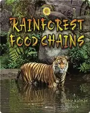 Rainforest Food Chains