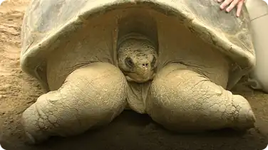 Meet Speed: the Oldest Animal in the Entire San Diego Zoo book