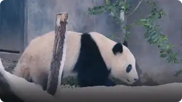 See Pandas at the San Diego Zoo Celebrate A Chilly Snow Day book