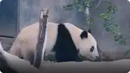See Pandas at the San Diego Zoo Celebrate A Chilly Snow Day