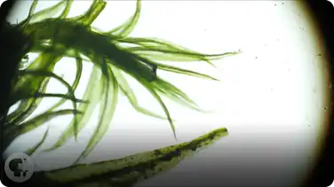 Resurrection Plants Spring Back to Life in Seconds book