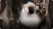 Deep Look: It’s a Goopy Mess When Pines and Beetles Duke it Out