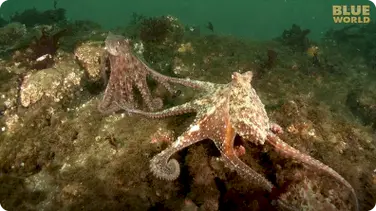 Jonathan Bird's Blue World: Giant Pacific Octopus Adventure book