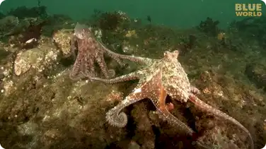 Jonathan Bird's Blue World: Giant Pacific Octopus Adventure book