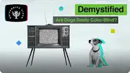 Demystified: Are Dogs Color-Blind?