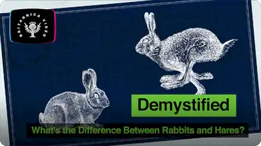 Demystified: What's the Difference Between Rabbits and Hares? book