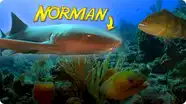 The Search for Norman the Friendly Nurse Shark in Belize!