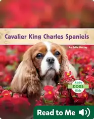 Cavalier King Charles Spaniels
