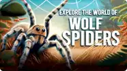 Night Hunters: Meet the Wolf Spider