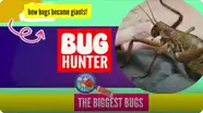 The Biggest Bugs