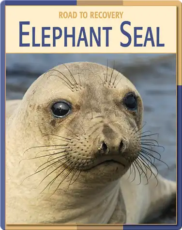 Road To Recovery: Elephant Seal book