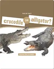 Crocodile or Alligator?