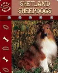 Eye To Eye With Dogs: Shetland Sheepdogs