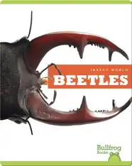 Insect World: Beetles
