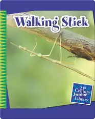 Walking Stick